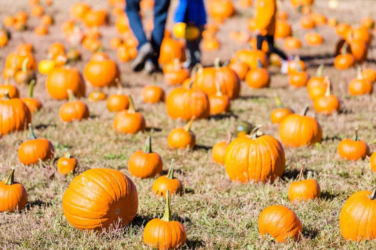 Fall Games to Ignite Play & Energy